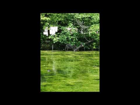 湿地:습지 [Swamp]