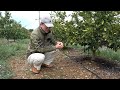 みかん農家の肥料話 #みかん #農業 #agriculture #肥料