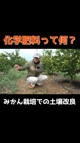 みかん農家の肥料話 #みかん #農業 #agriculture #肥料