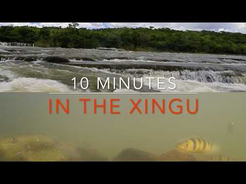 Underwater footage from the Xingu River in Brazil - YouTube