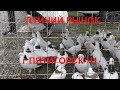 Голуби птичий рынок г Пятигорск-ч1 Pigeons bird market in Pyatigorsk-ch1
