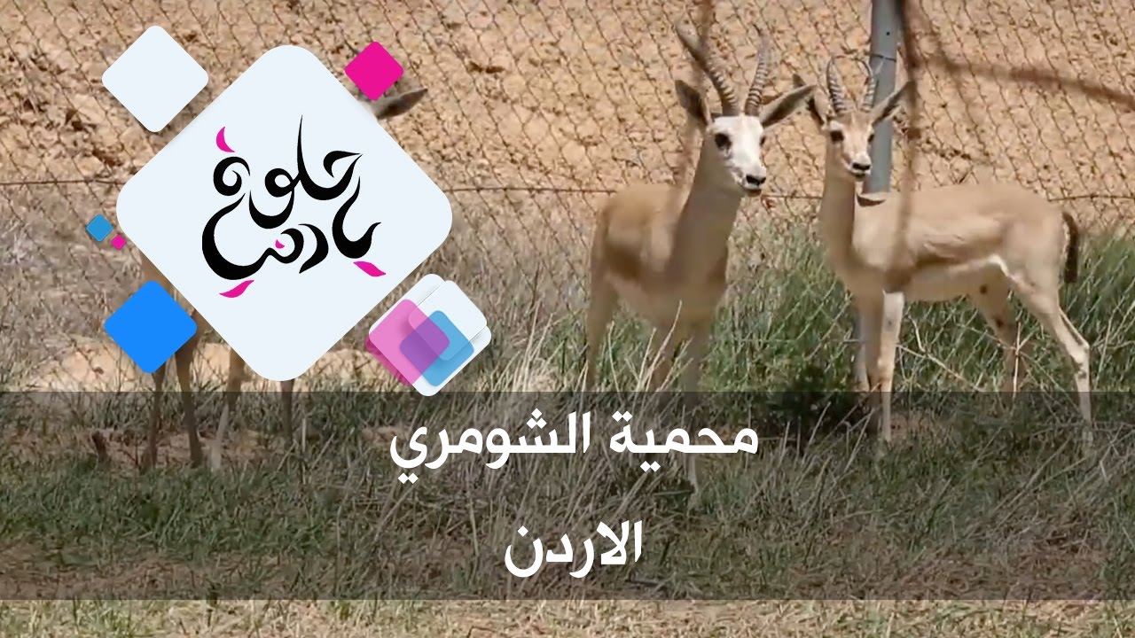 محمية الشومري - الاردن - حلوة يا دنيا