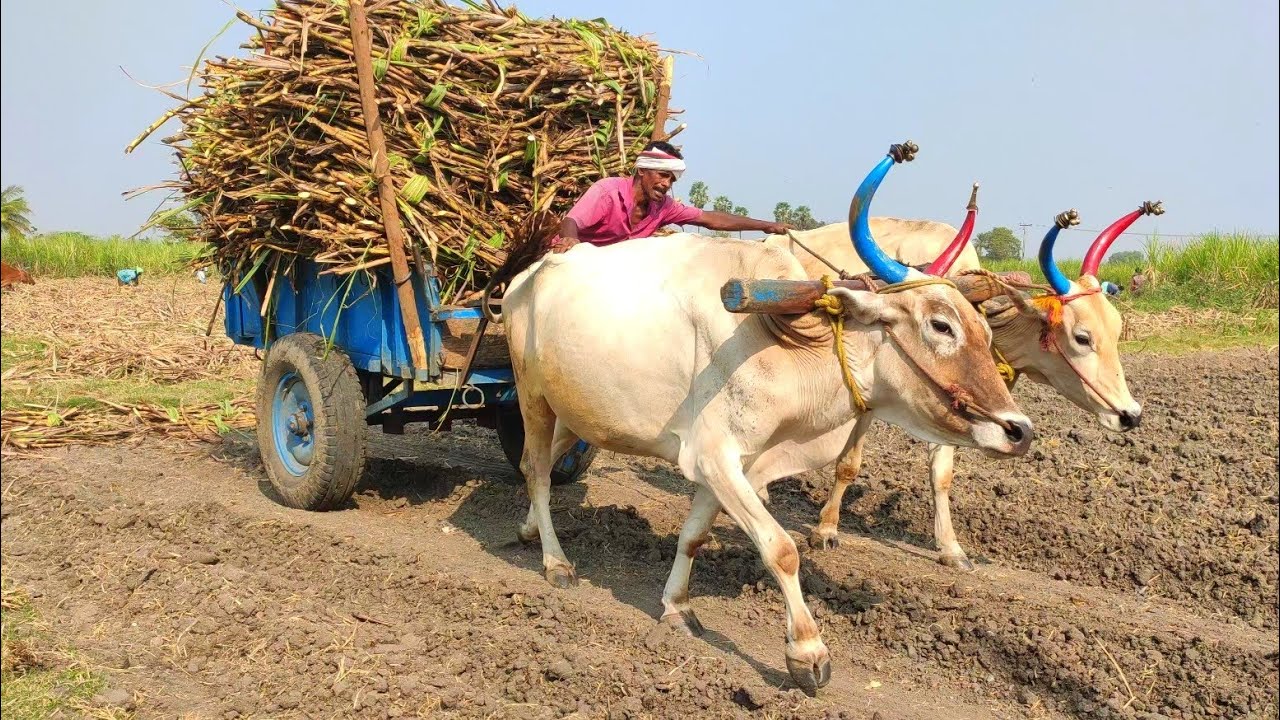 Bullock Cart Load ride by sugarcane and Bullock pulling performance