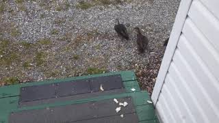 ducks fighting over bread