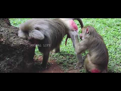 BABOON Got Angry True LOVE STORY Amazing Reaction 