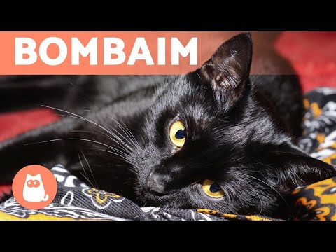 Vídeo: Cuidado E Manutenção De Um Gato De Bombaim
