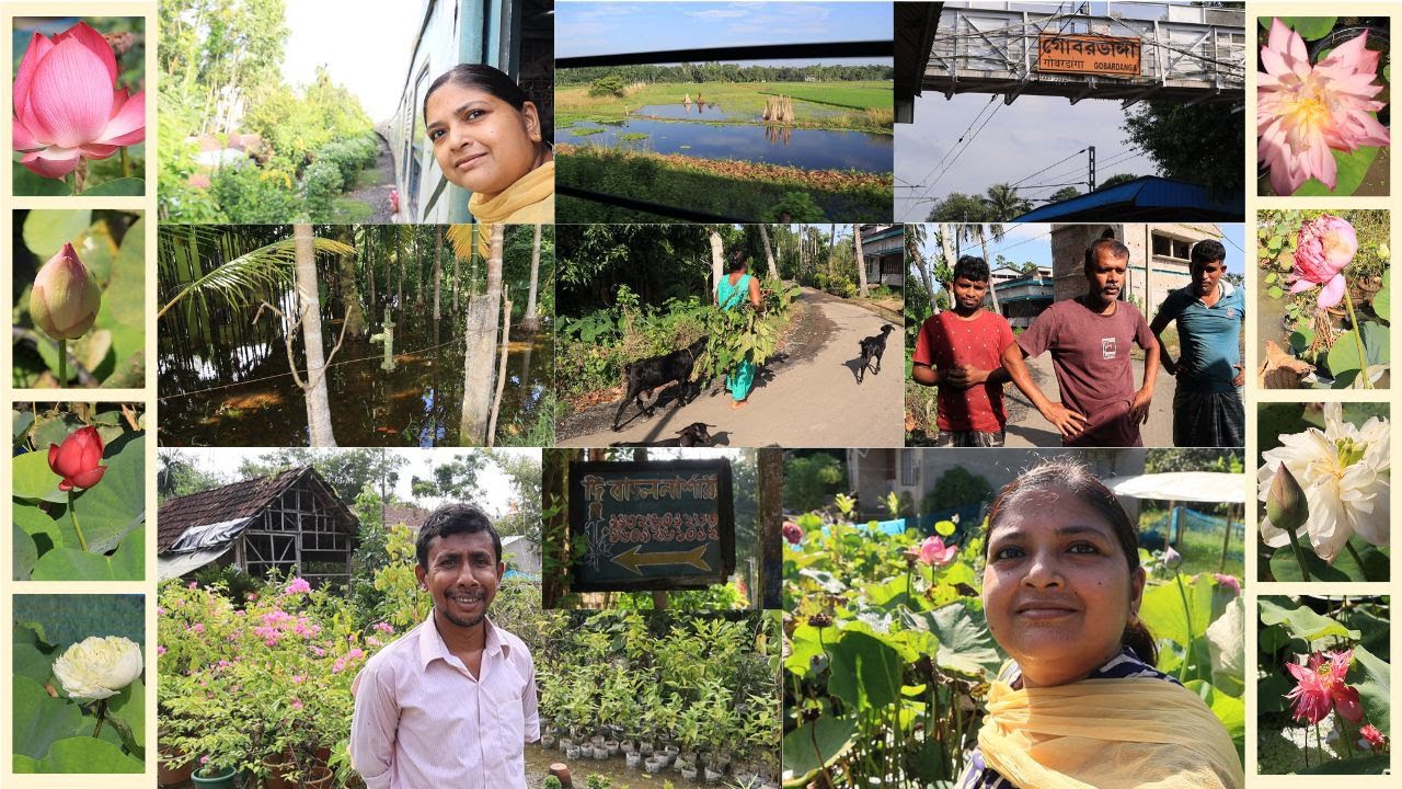 দুর্গাপূজায় ১০৮টি পদ্মফুল নিবেদন একটি প্রাচীন রীতি, 40+পদ্মফুলের চাষ হচ্ছে গোবরডাঙার বাদল নার্সারিতে