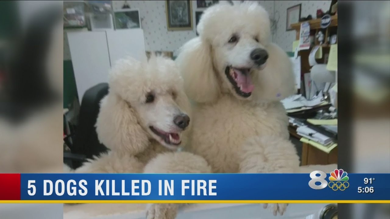 Dogs Killed In Fire - YouTube
