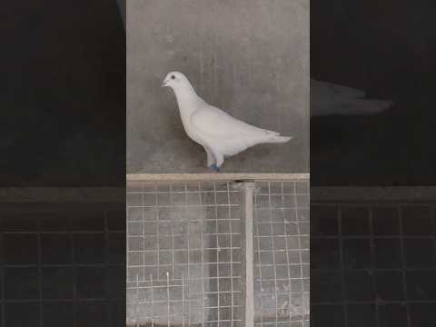 Best racing homer pigeon #pigeon #racinghomerpigeon