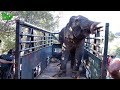 Big elephant gets washed and gets treated in a truck (part 2)