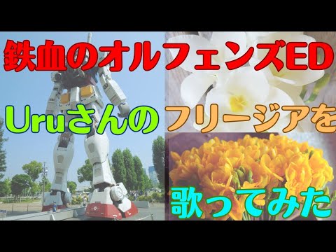 鉄血のオルフェンズED、Uruさんのフリージアを歌ってみた🏵️