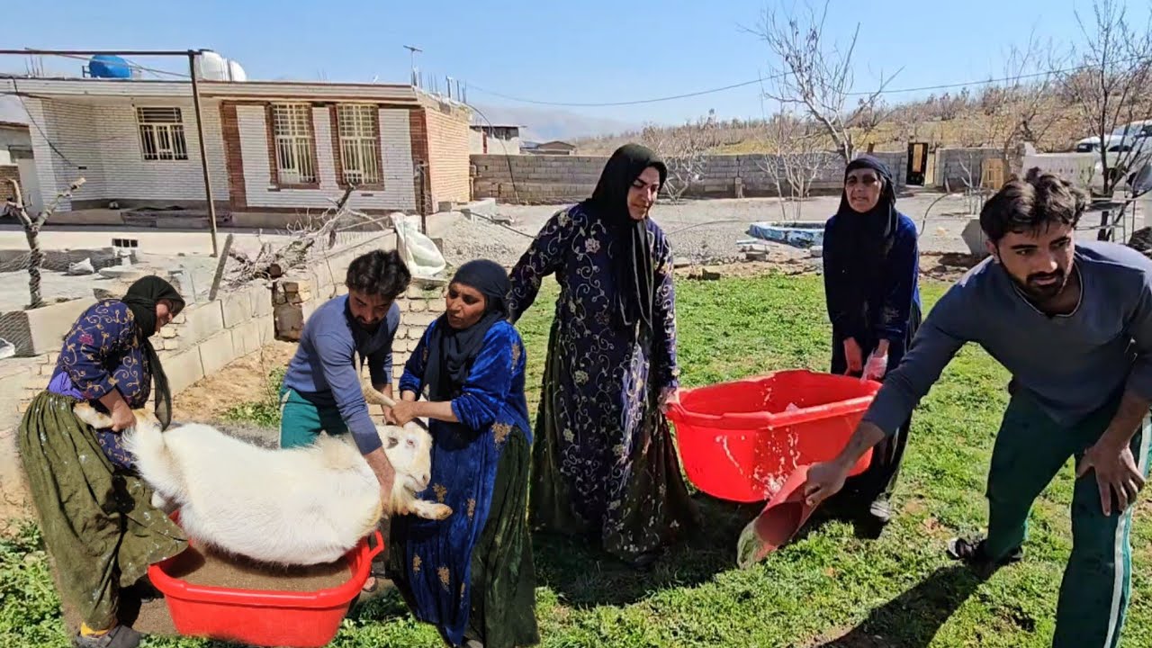 Caring for sheep and puppies: detoxification and necessary care