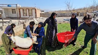 Caring for sheep and puppies: detoxification and necessary care