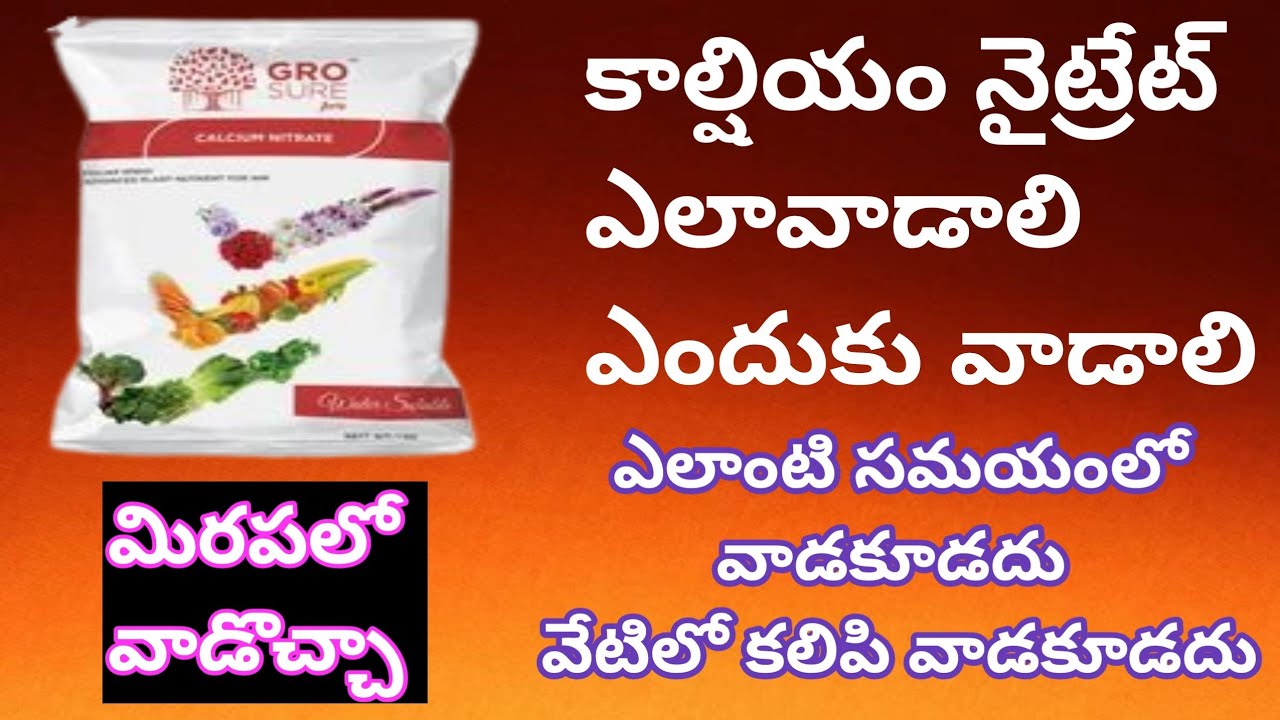 18 September 2023 how to use calcium nitrate fertilizer in Chilli cultivation