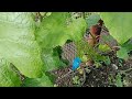 Ливадийский чёрный в Спасске Дальнем 24 06 26