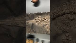 ▸EPIC Ichthyosaur Fossil 👀🐬 #Ichthyosaur #Fossil #Paleontology