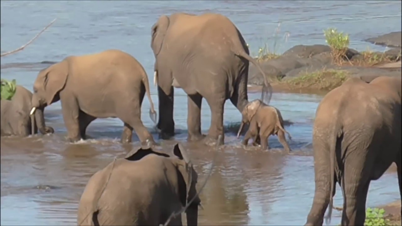 Look at this tiny elephant crossing the river