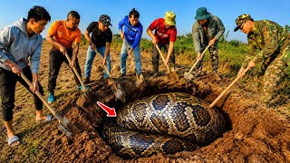 Eight brave experts captured two giant pythons with their bare hands.