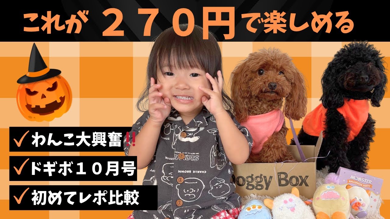 Doggy Box October Issue] Experienced dog vs. first-time dog