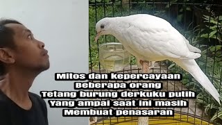Mitos Dan Kepercayaan Beberapa Orang Tentang Burung Derkuku Putih Sampai Sekarang