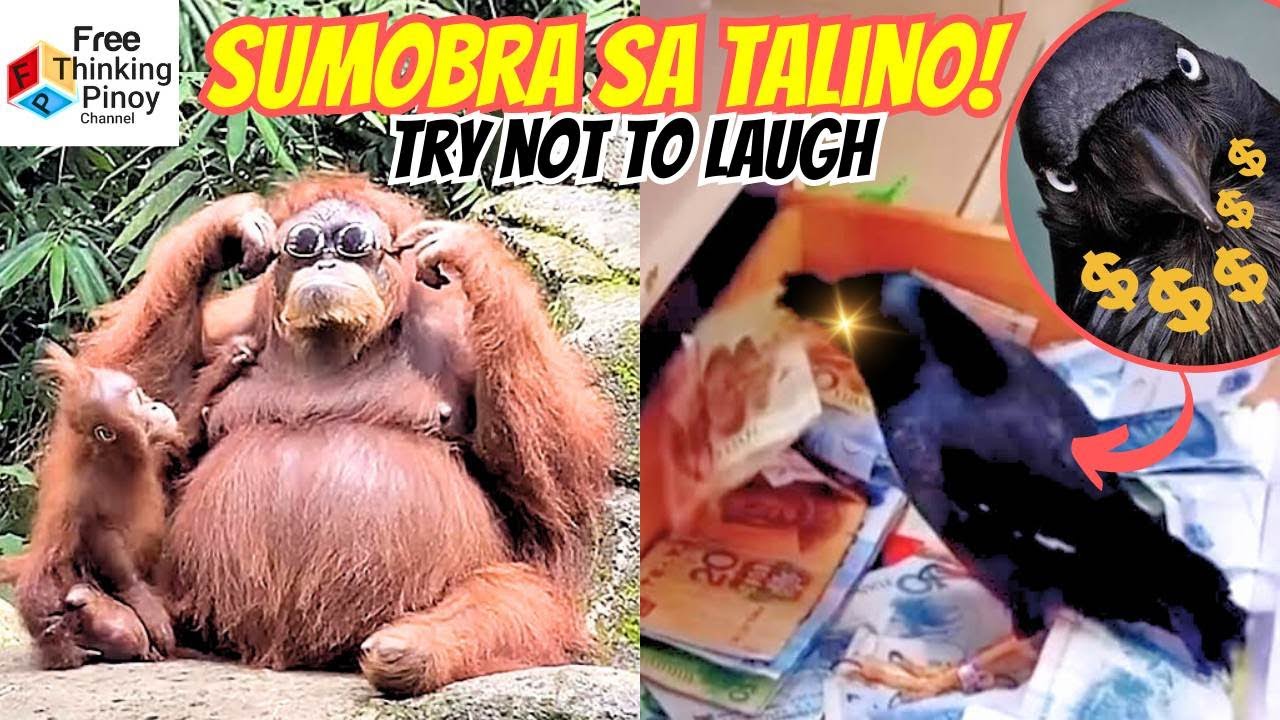 IBON Nagnakaw ng PERA! 😱😂 22 Genius ANIMALS CAUGHT ON TAPE