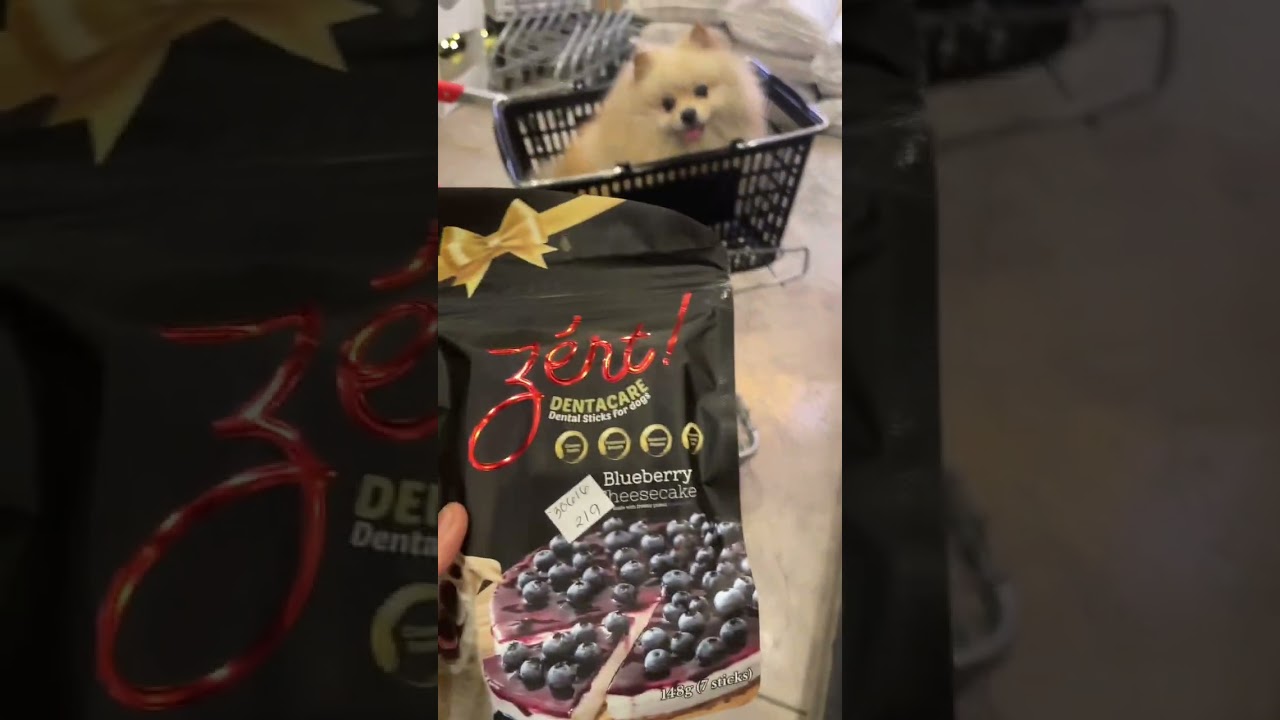 Pomeranian Dog in Pet Zoofari Davao City 