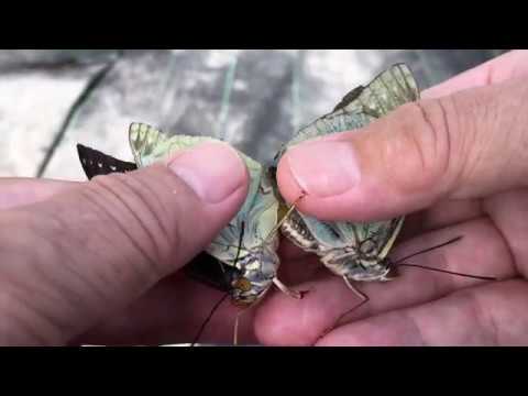 Finally successful! Hand pairing of the Great Purple Emperor