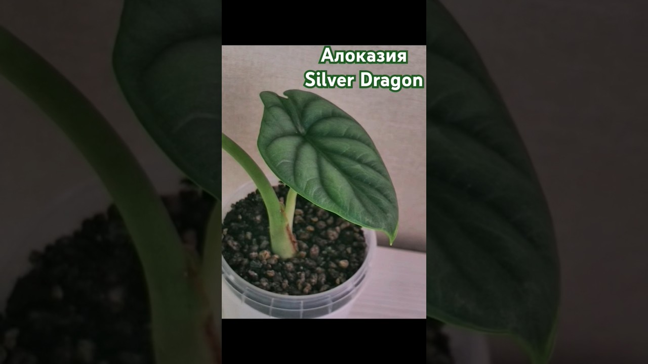 Что в них особенного? Простота или красота? 