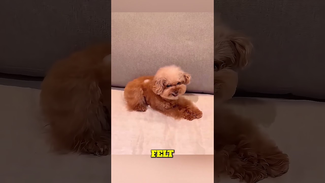 Тест с кубиками льда раскрывает характеры собак 🧊🐶