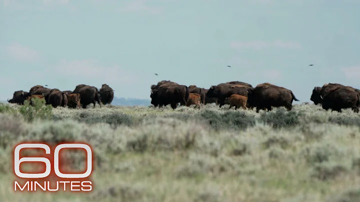 American Prairie: Restoring bison to northern Montana with a patchwork nature reserve | 60 Minutes - DayDayNews