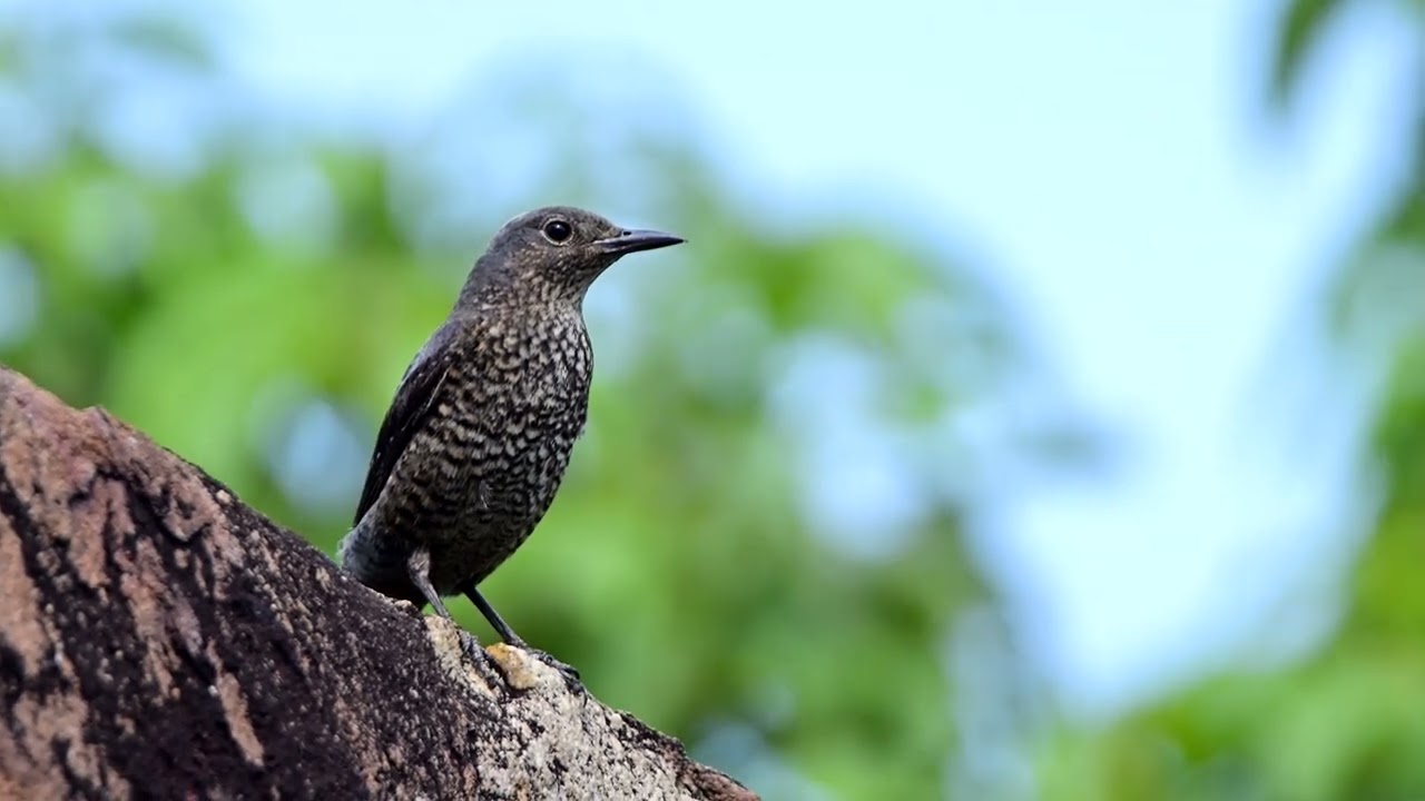 Blue Rock Thrush at Kusu Island, Mar 15, 2025