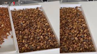 Almond Shell and Kernel Separation with AMD NI5 Optical Sorter