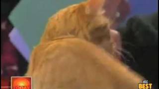 Mr. Green Genes: The American Glow-in-the-Dark Cat!! (Best Quality) Mr. Green Genes: The American Glow-in-the-Dark Cat!! (Best Quality)