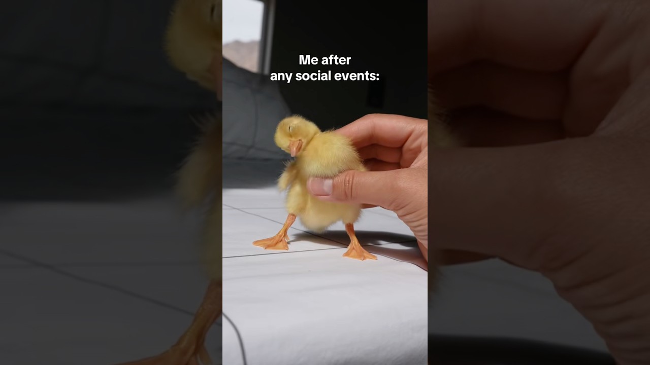 Я после любых светских мероприятий 