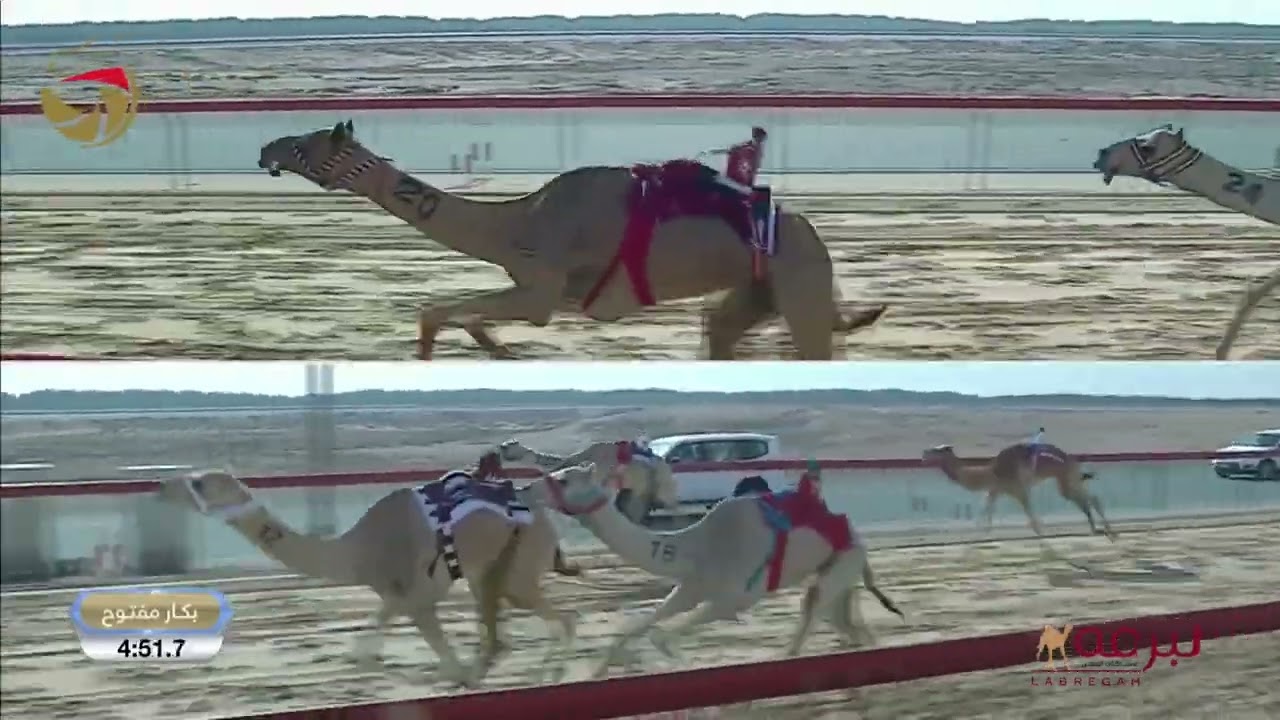 ش17 متعبة لـ هجن زعبيل (راشد محمد بن مروشد) تأهيل المرموم الحادي عشر 04-03-2027 لقايا بكار 7:33:3