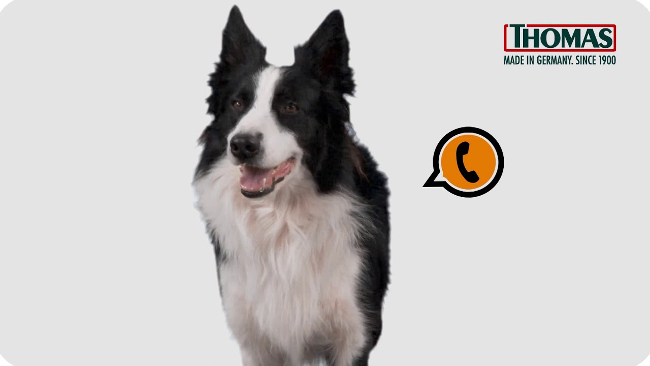 THOMAS DryBox Amfibia Pet - Моющий пылесос для владельцев домашних ...