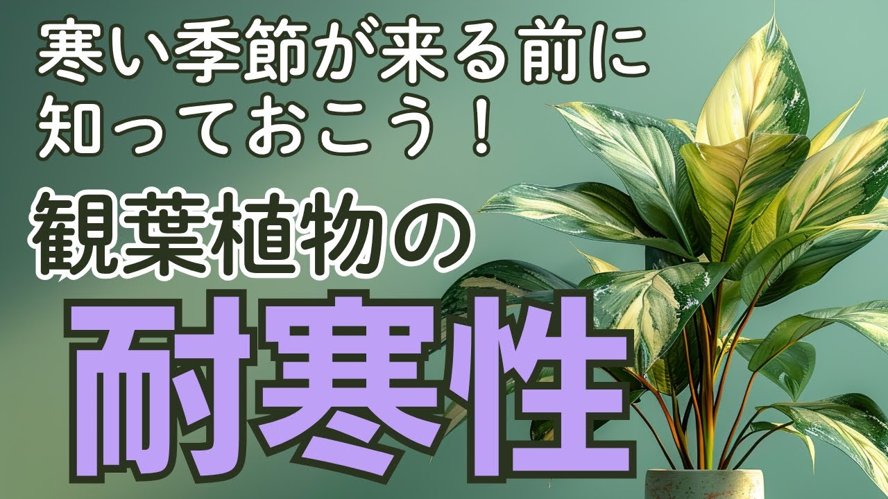 観葉植物の耐寒性を徹底解説！冬越し前にやっておくこと🌿