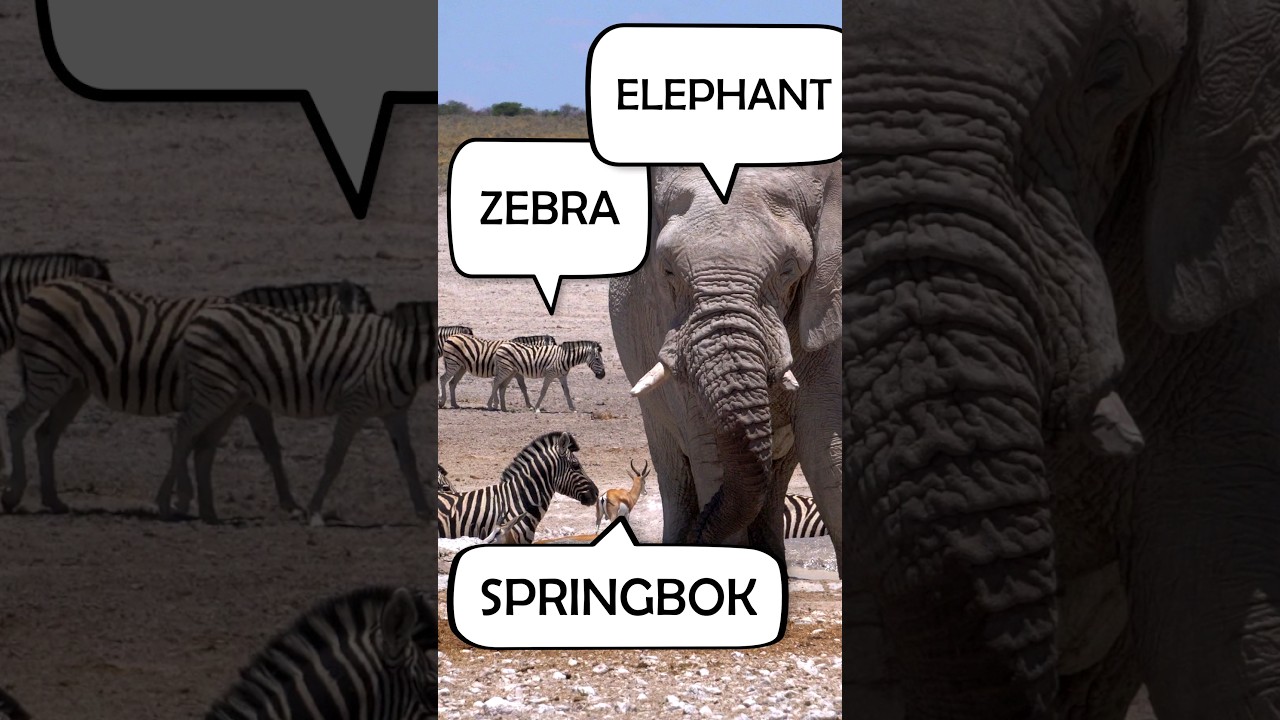 RARE FOOTAGE… Watch elephants surrounded by zebras and antelopes (springboks) in the African savanna