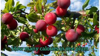 How Many Calories In One Plum shorts beautyplus Fitness