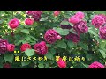 「薔薇を召しませ」カラオケ・オリジナル歌手・小畑 実