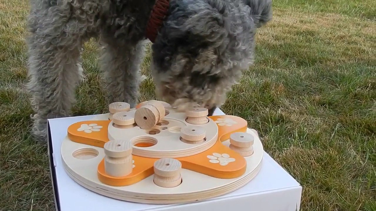 Interactive Dog Puzzle Toys and Smart Puppy Toys – My Intelligent Pets