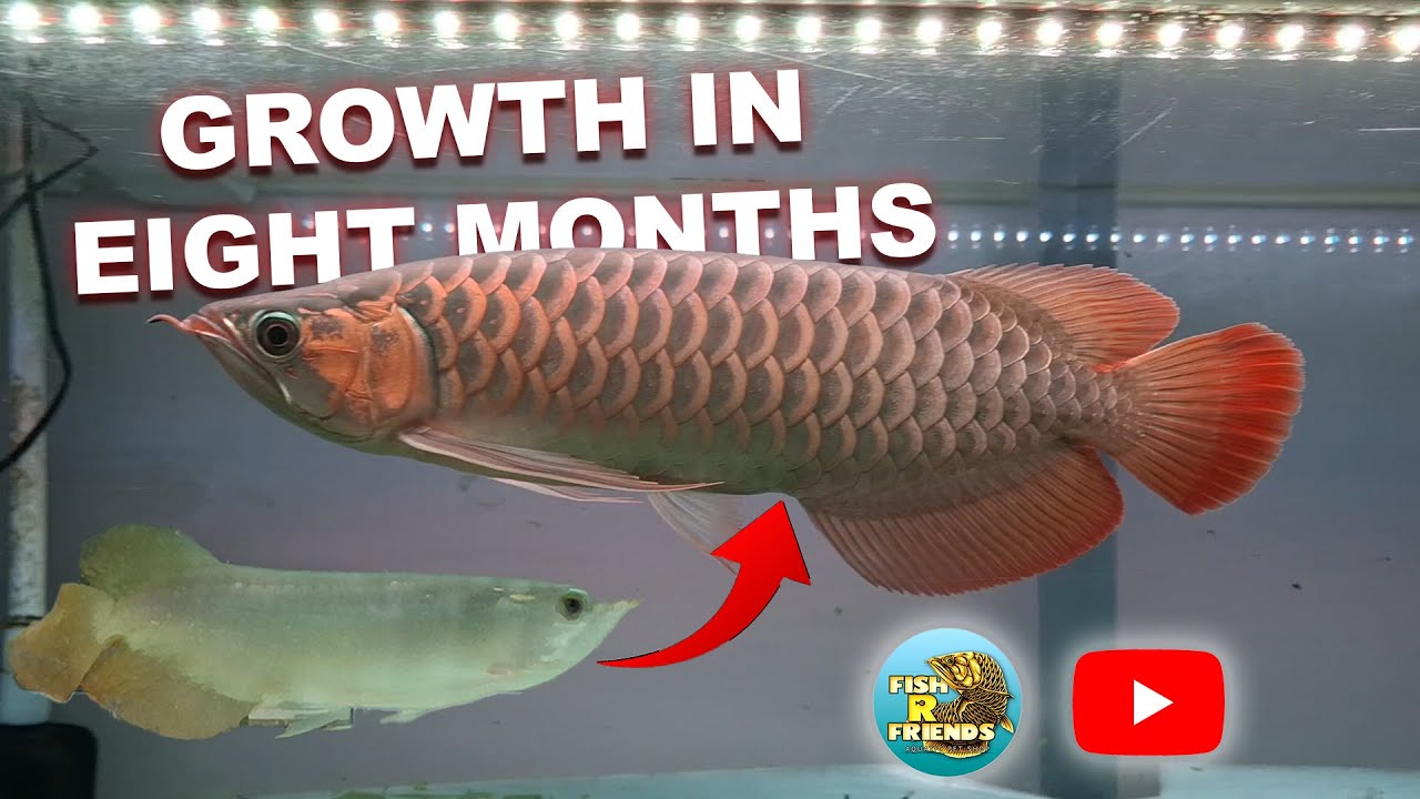 Asian arowana 8 months growth / Super Red Arowana Growth Rate