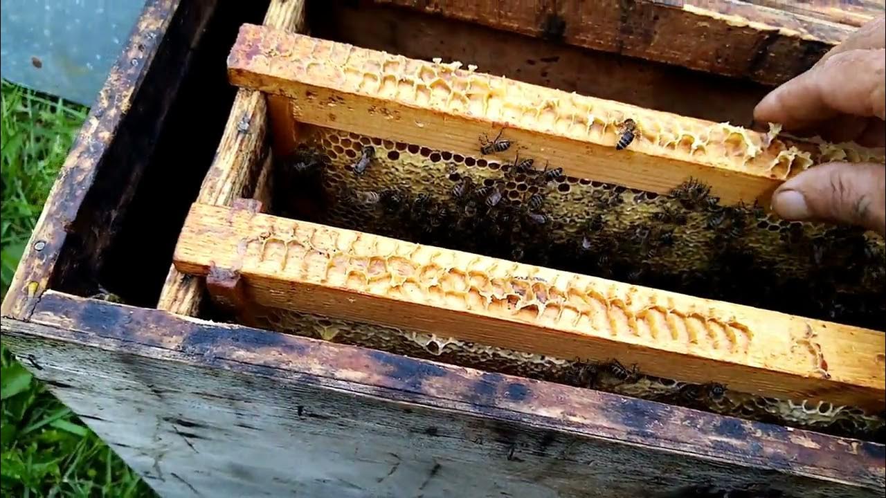 Подготовка пчёл к зимовке формирование гнезда дадан 12 рамок. Главный медосбор. Хранение меда. Семья пчел. Наращивание пчел.