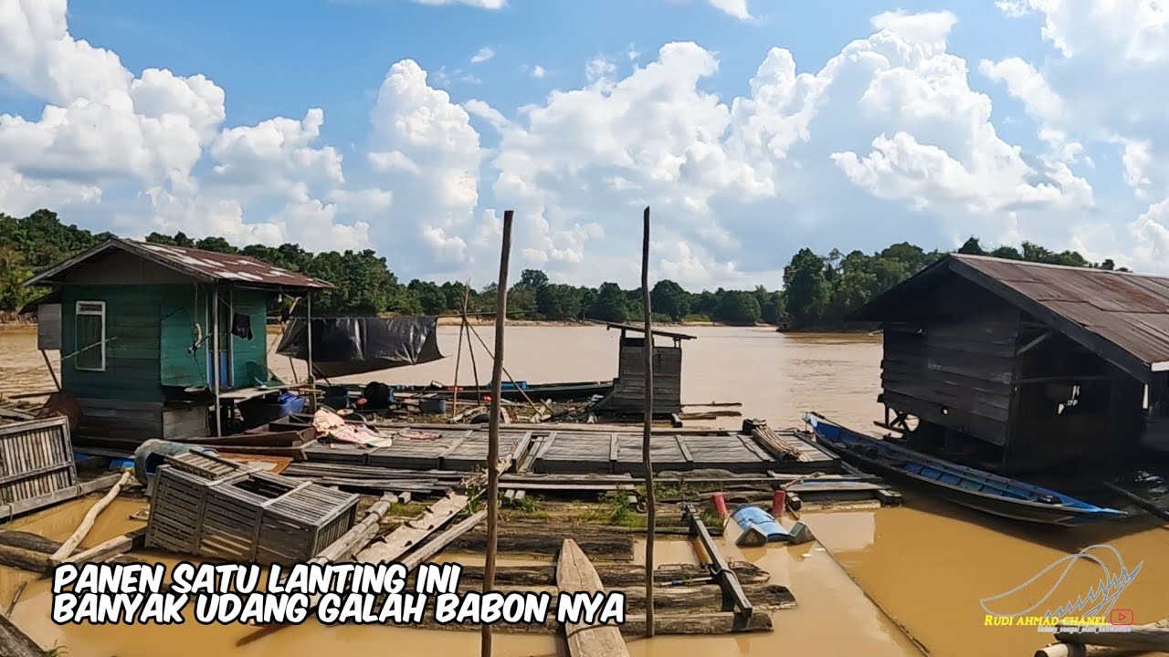 Mancing udang galah di satu lanting ini banyak babon nya