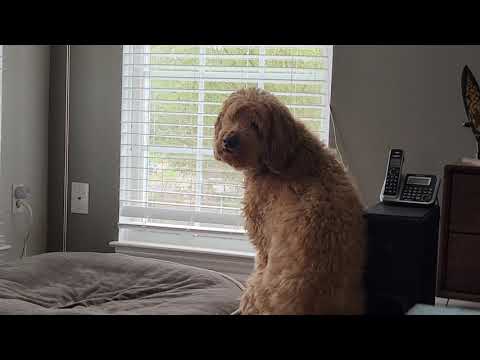Goldendoodle Loki's Barking Continues...