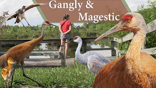 Sandhill Crane: As goofy as they are tall