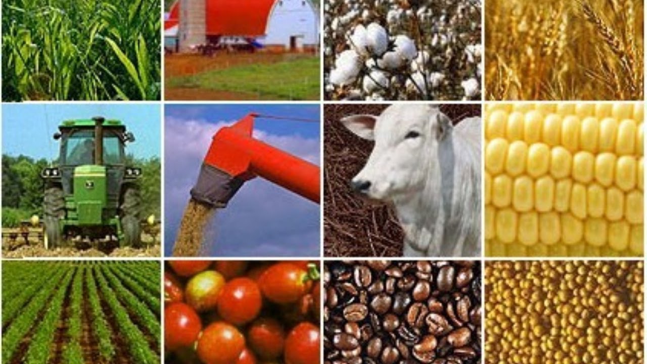 China Is Importing Record Amounts Of Agricultural Commodities, Pork