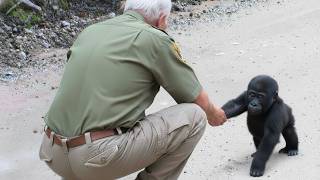 The Baby Gorilla Asks For Help For His Injured Mother Shocks 60-Year-Old Man Profile