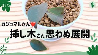 #73 この挿し木は成功！？ガジュマルさんの思いがけない展開！