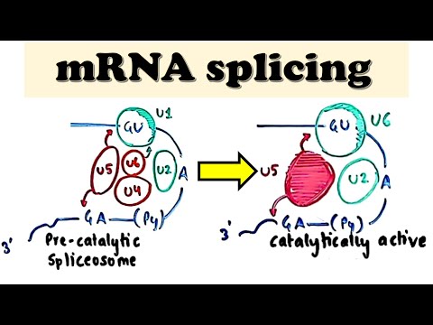 Video: MRNA Splicing hoạt động như thế nào?